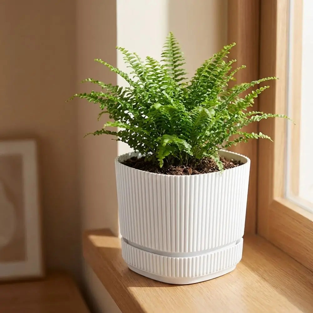 Modern Self-Watering Desktop Planter