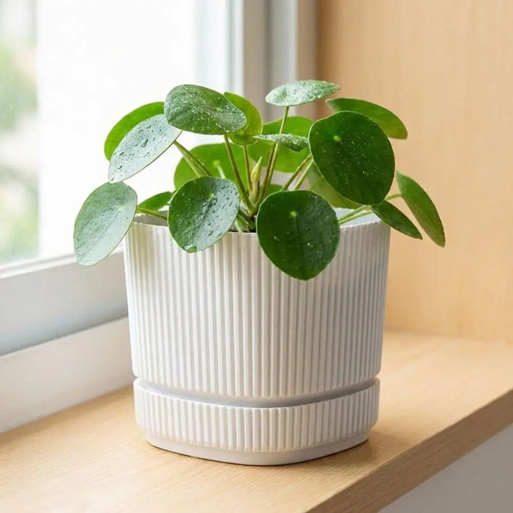 Modern Self-Watering Desktop Planter