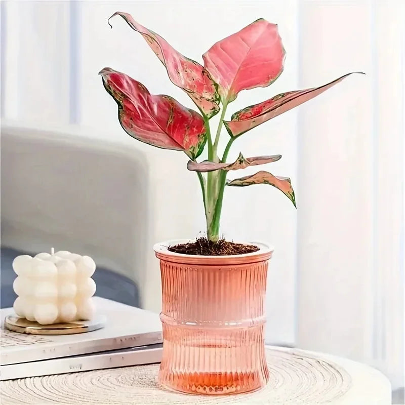 ClearView Self-Watering Planter