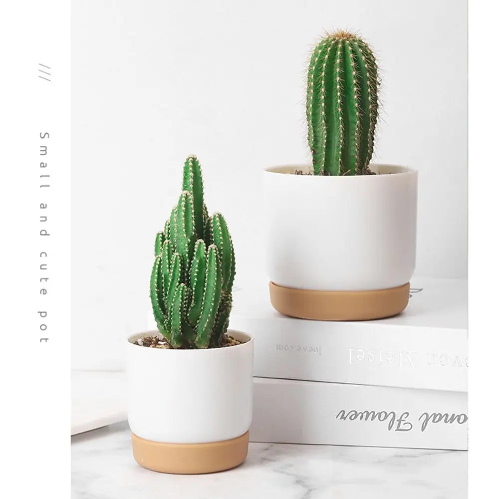 Minimalist Self-Watering Succulent Planter